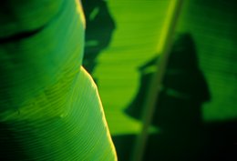 Abstrait;-Archipel-des-Comores;-Bananier;-Contre-jour;-Feuille;-France;-Kaleidos;-Kaleidos-images;-La-parole-à-limage;-Laurent-Abad;-Mayotte;-Océan-Indien;-Stories-Pictures;-Végétation;-Vert